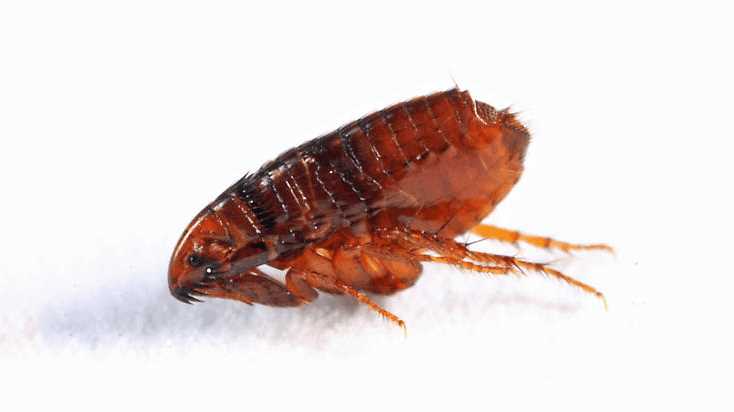 5. Consider Outdoor Flea Control