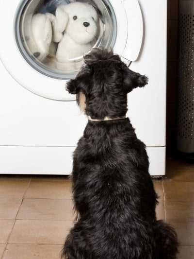 Can Dog Toys with Squeakers be Washed in the Washing Machine?