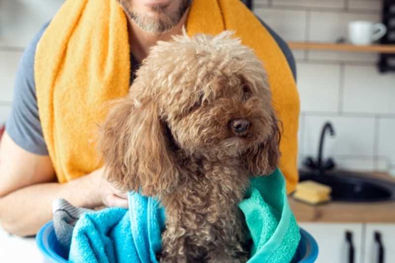 The Importance of Separating Dog and Human Towels