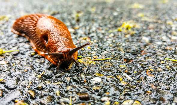 Why do slugs enter through open doors and windows?