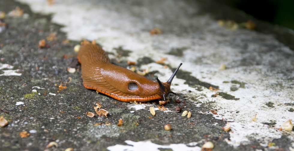 Causes and Prevention How Do Slugs Get in the House? Clean Home Expert