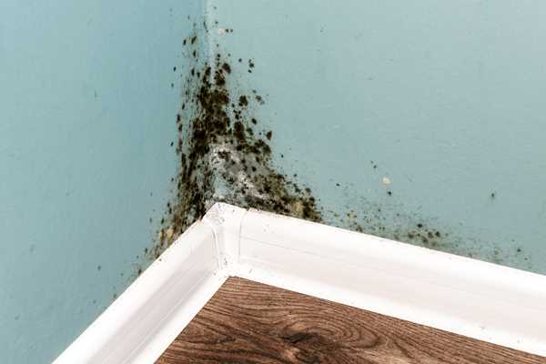 Health Risks of Mould Exposure