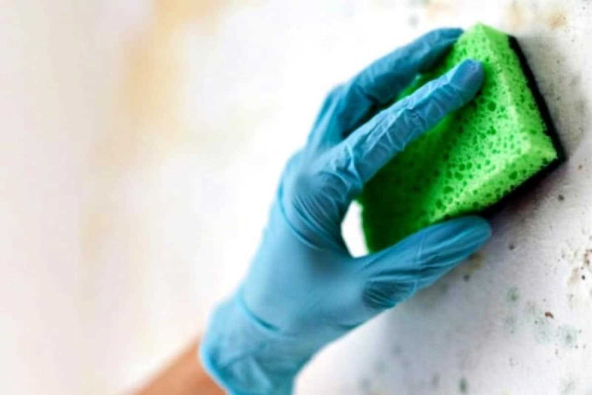 2. Common Types of Mould