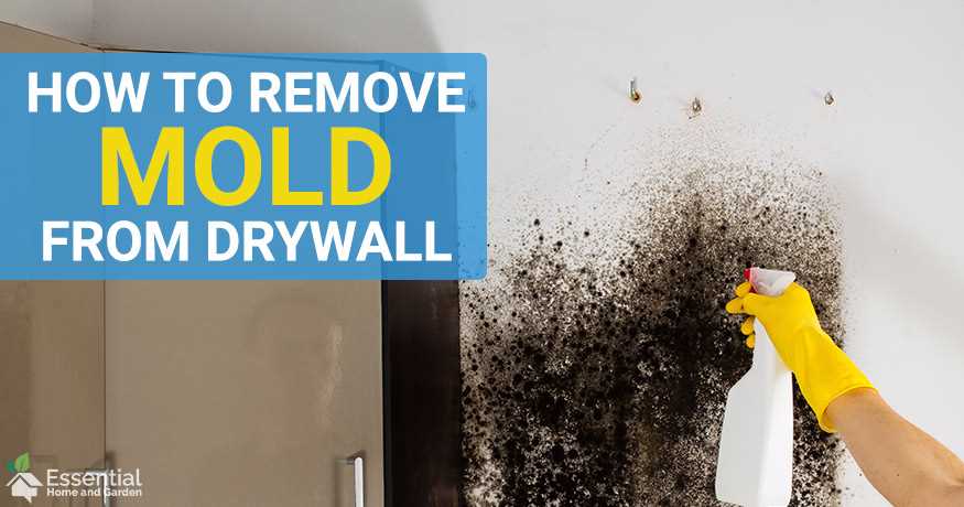 Why Mould on Walls Can Be a Serious Problem