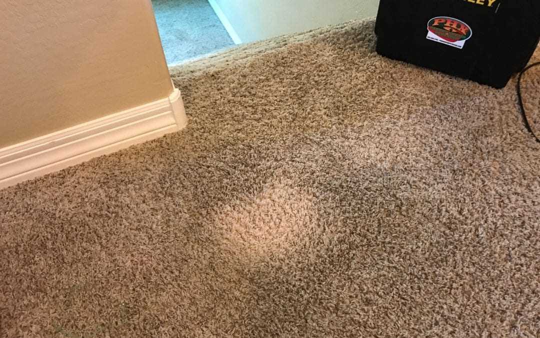 4. Use a Carpet Stain Remover