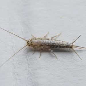 Additional Tips for Silverfish Prevention