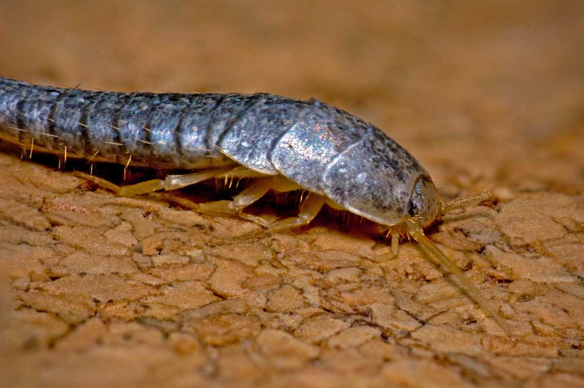 The Importance of Eliminating Silverfish