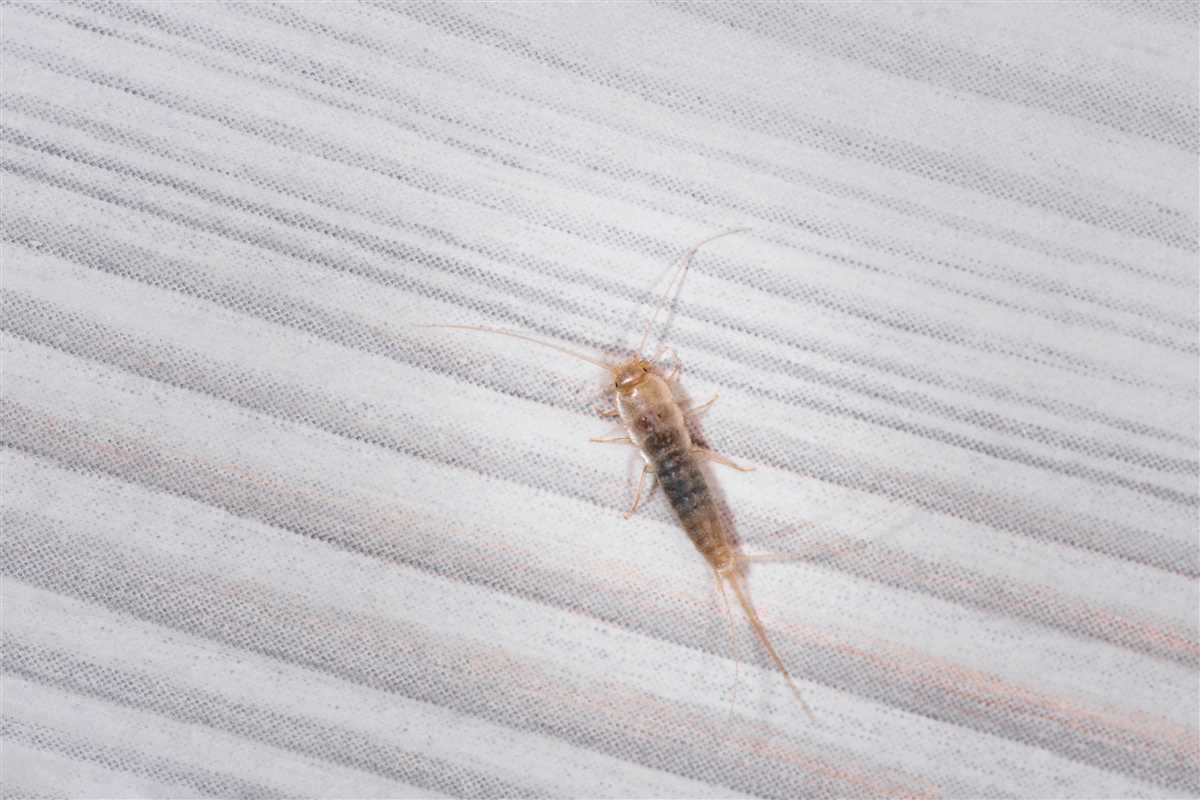 Methods of Applying Essential Oils to Remove Silverfish
