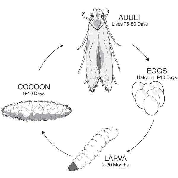 Treating Carpet Moth Infestations