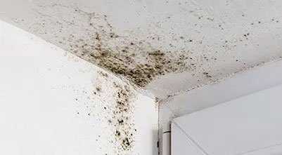 Causes of Mould Growth on Furniture