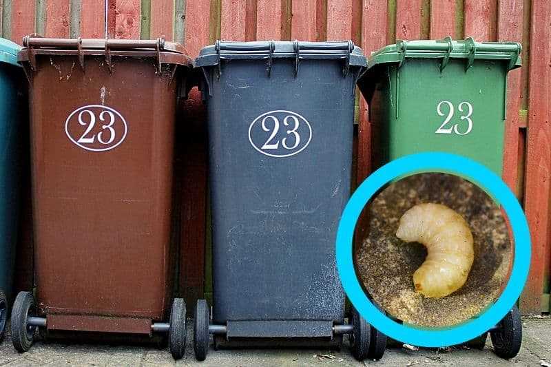 3. Avoid placing rotting or spoiled food in your bin